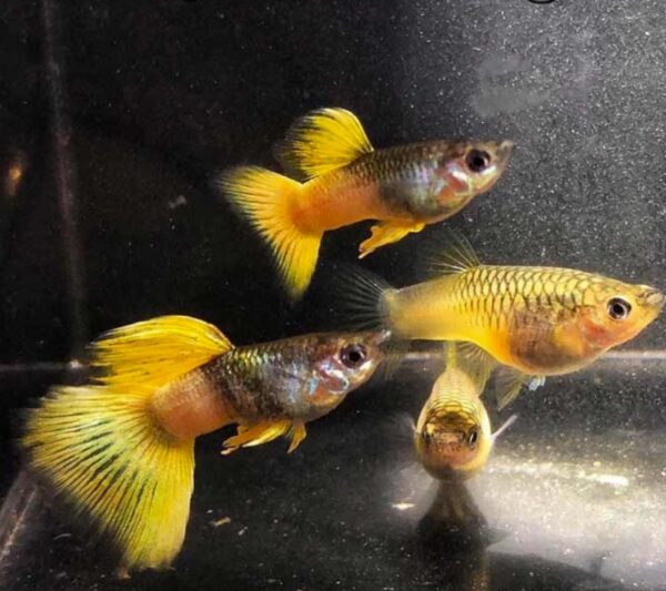 ca bay mau gold tuxedo 2