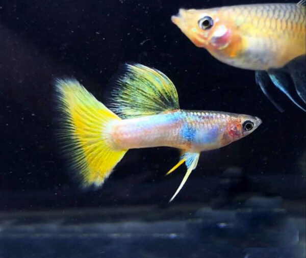 ca bay mau gold tuxedo 3