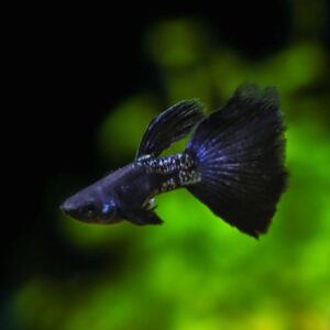 Cá bảy màu Metal Black