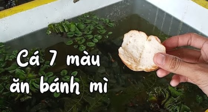 Cho cá bảy màu ăn bánh mì được không